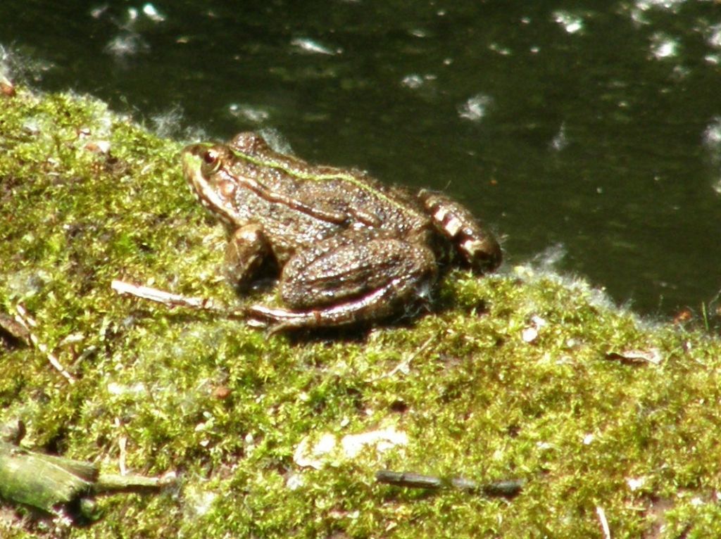 Rana da identificare - Pelophylax sp. (prov. Parma)