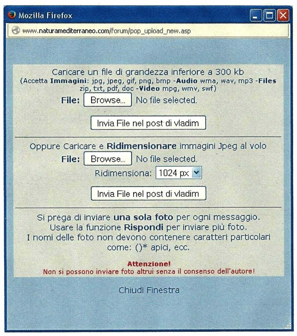 Bruchi di Diaphora mendica