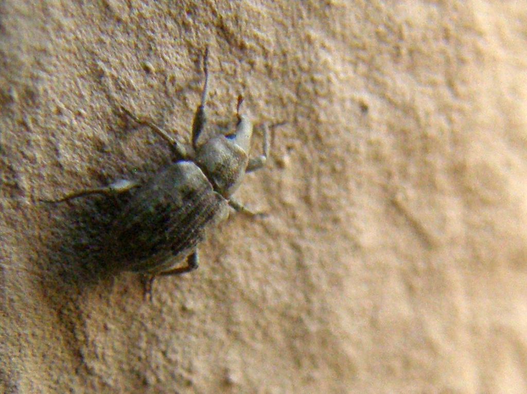 Erirhinidae - Lissorhoptrus oryzophilus