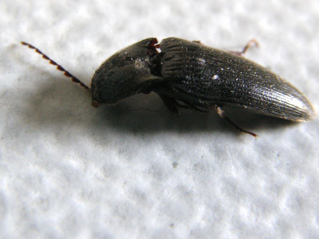 Melanotus sp. , Elateridae