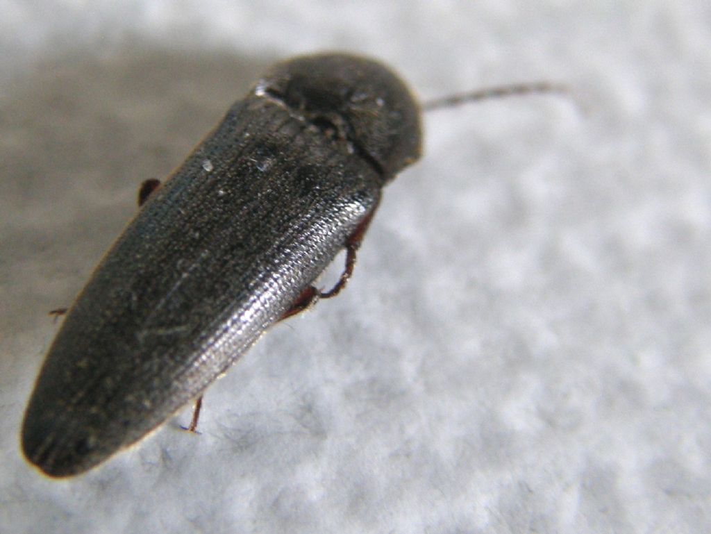 Melanotus sp. , Elateridae