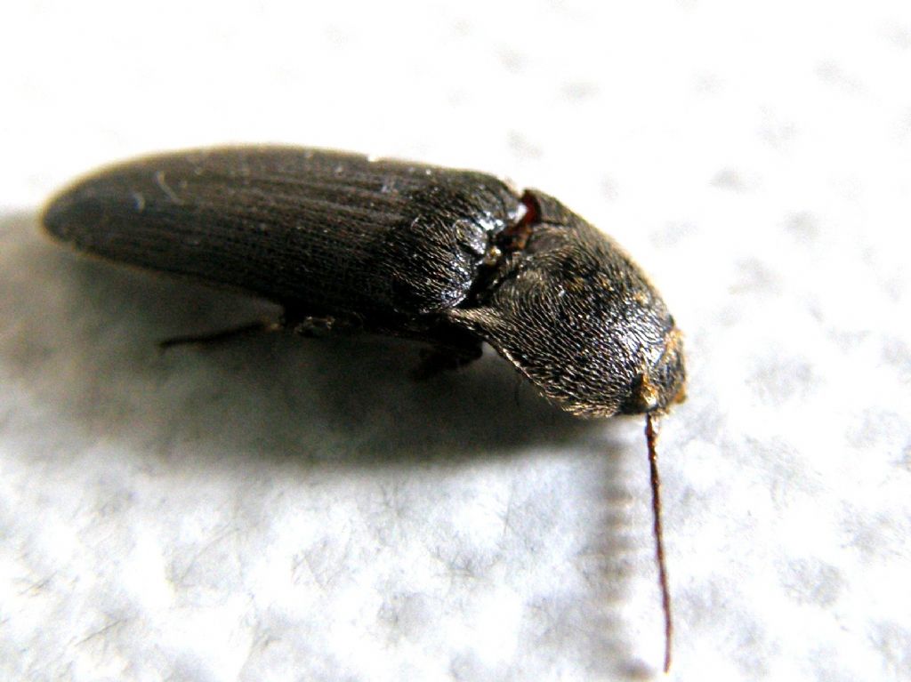 Melanotus sp. , Elateridae