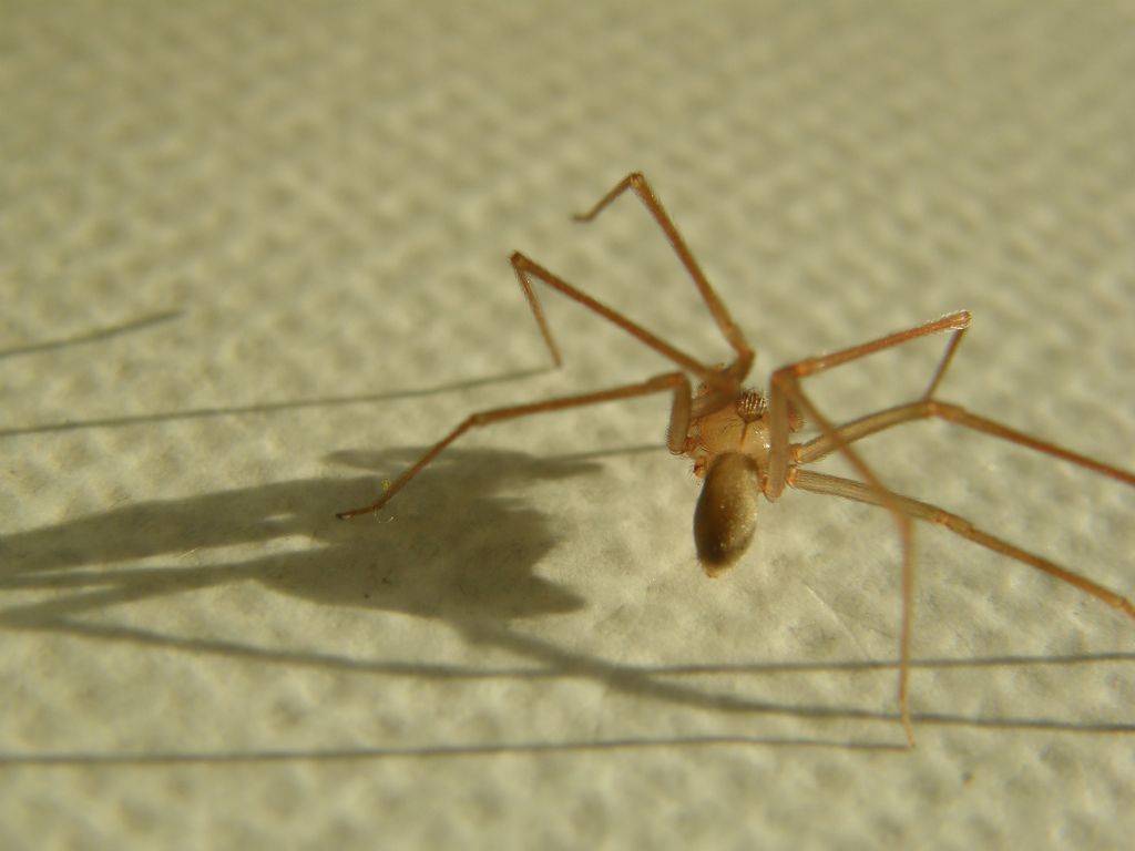Loxosceles rufescens - Milano (MI)