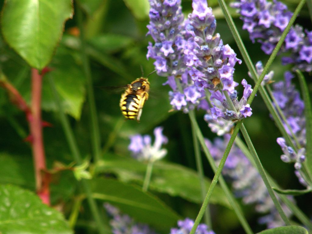 Tra i fiori di lavanda: Anthidium sp.