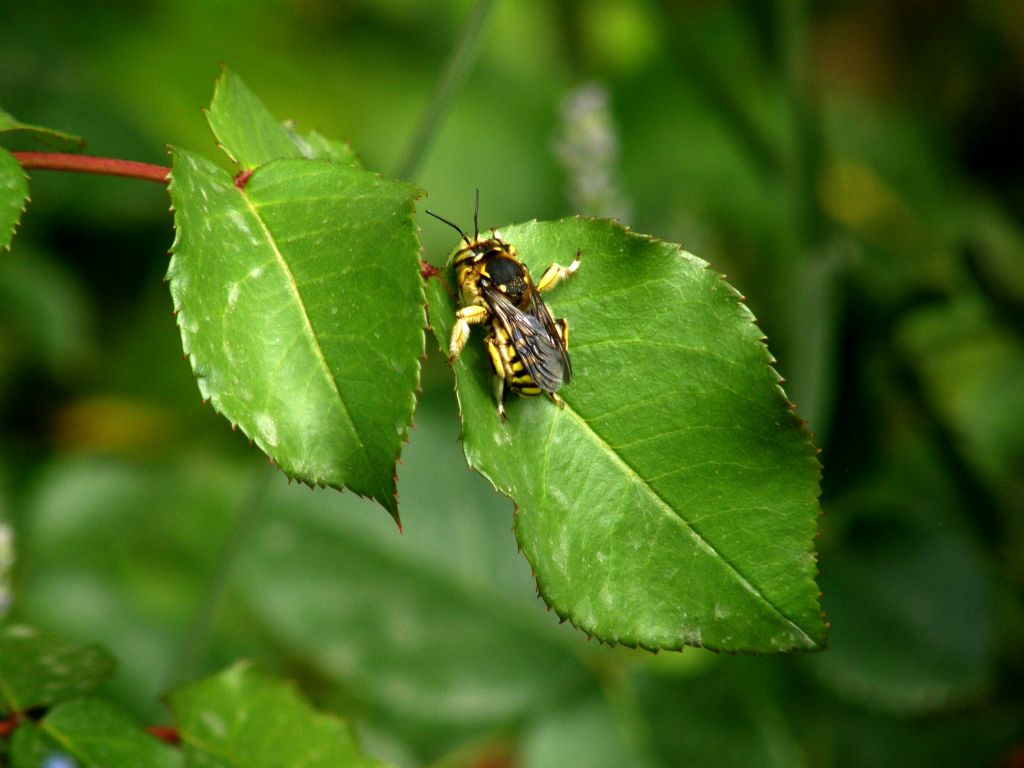 Tra i fiori di lavanda: Anthidium sp.