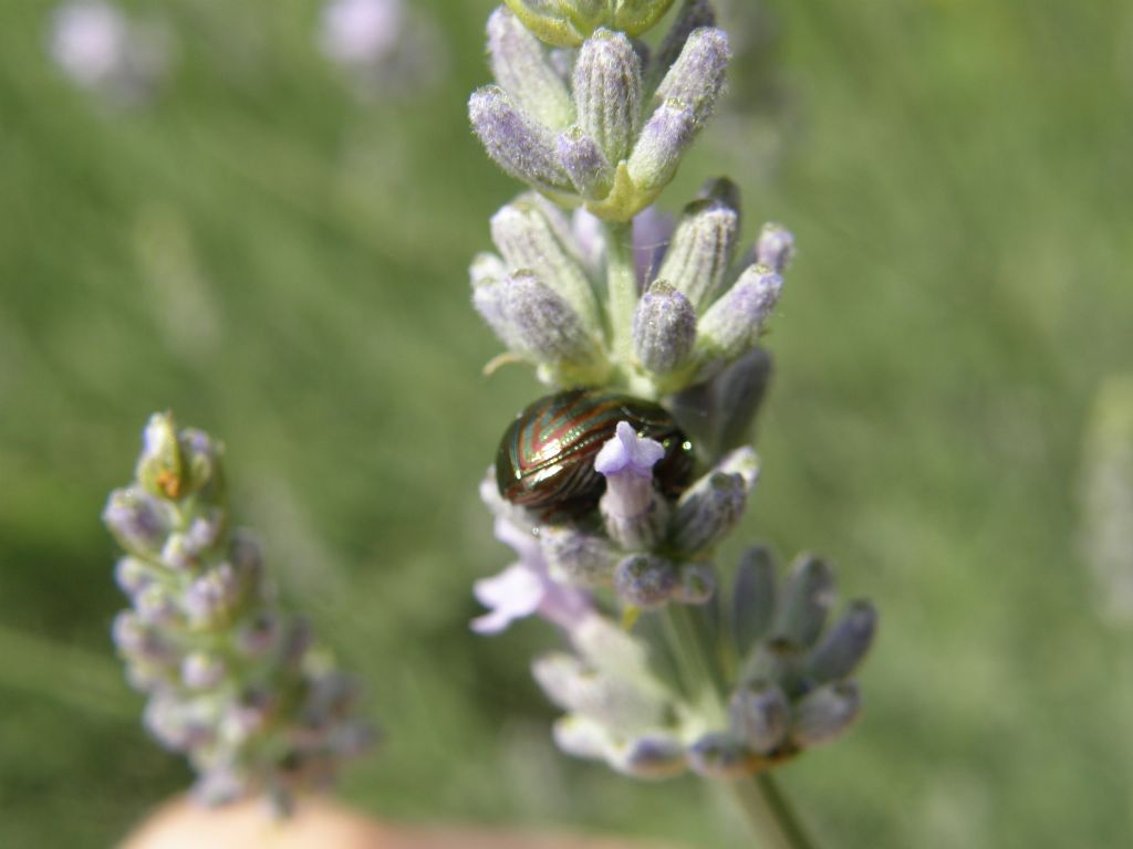 Chrysolina americana