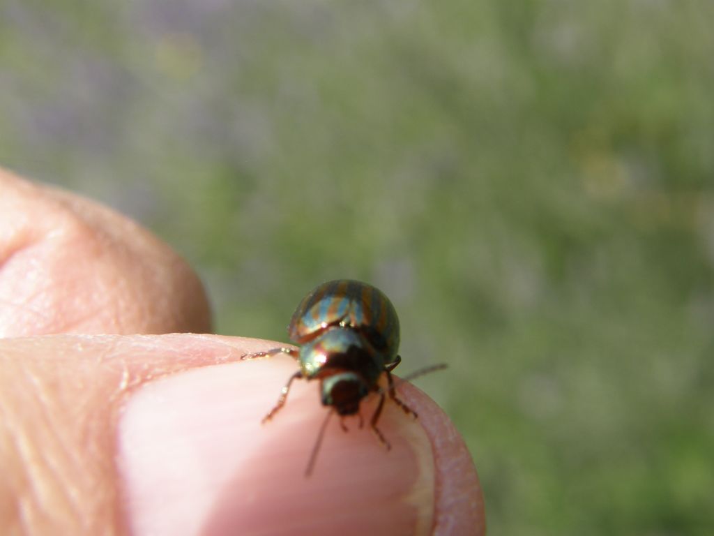 Chrysolina americana