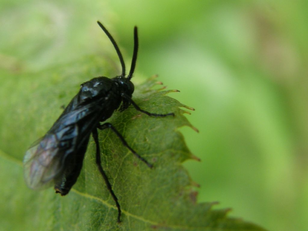 Arge berberidis (Argidae)