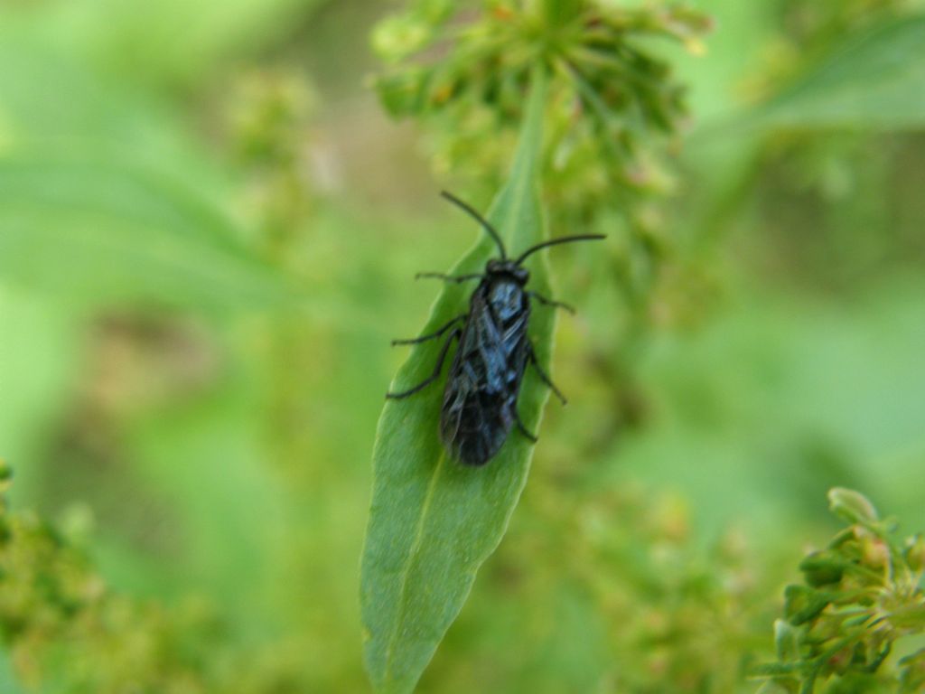 Arge berberidis (Argidae)