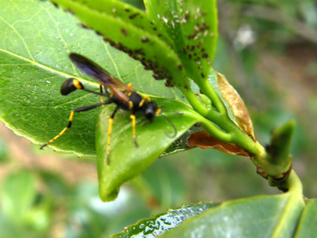 Sceliphron caementarium