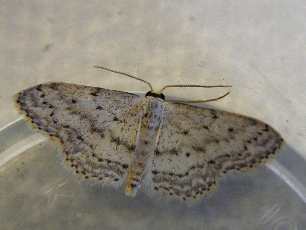 Falena da identificare - Idaea seriata