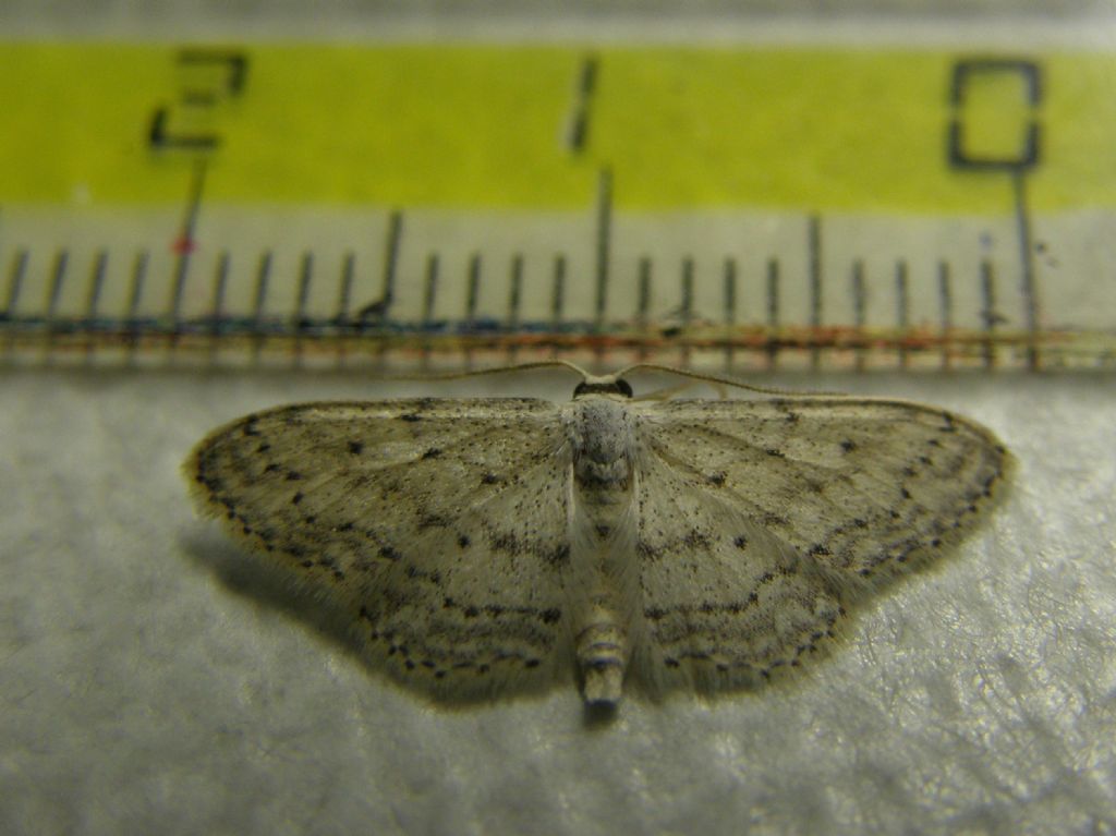 Falena da identificare - Idaea seriata