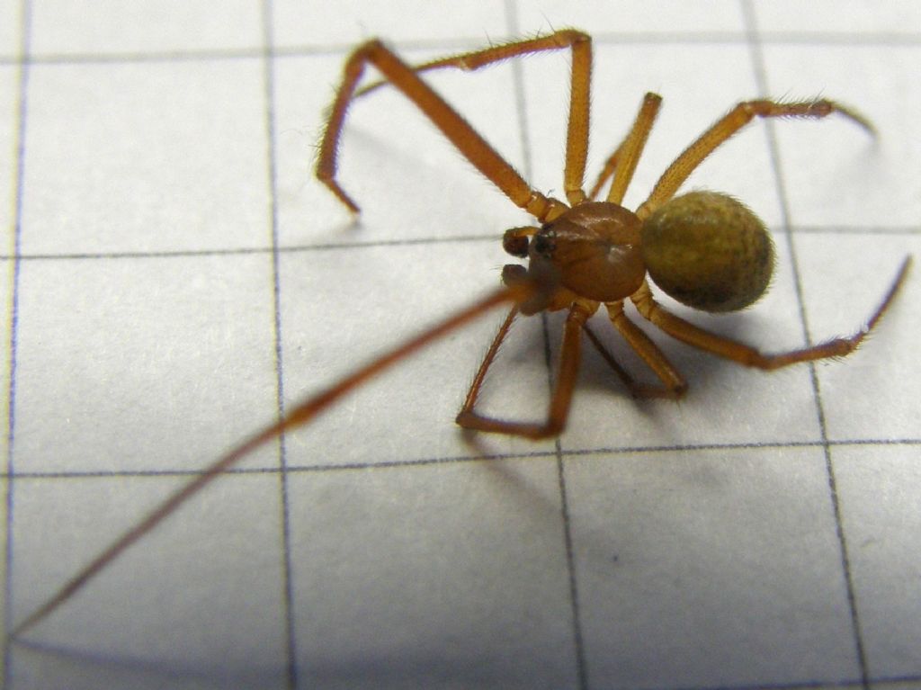 Parasteatoda tepidariorum - Agrate Conturbia (NO)