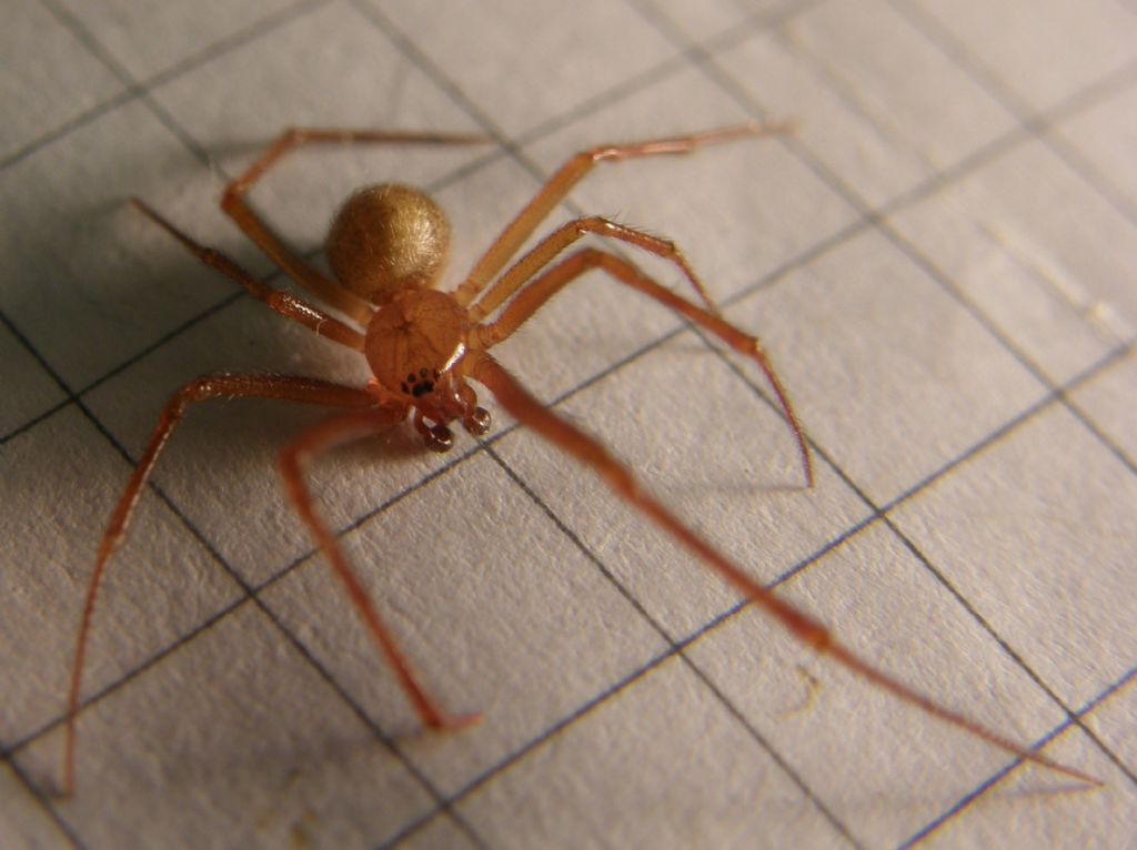 Parasteatoda tepidariorum - Agrate Conturbia (NO)