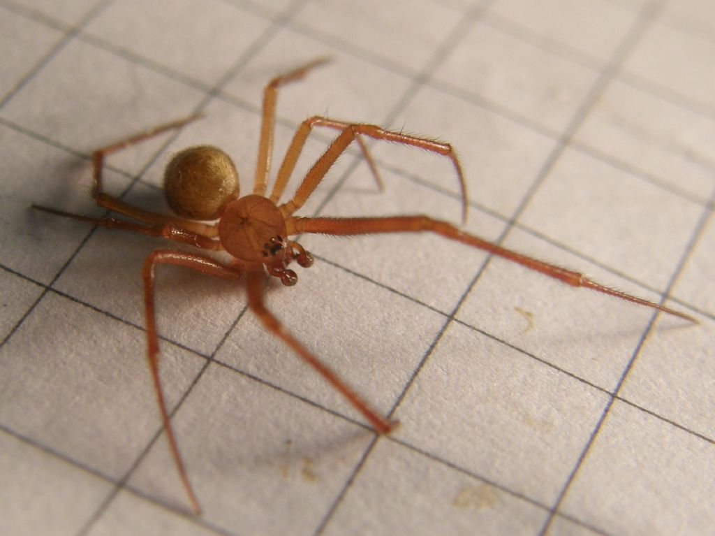 Parasteatoda tepidariorum - Agrate Conturbia (NO)