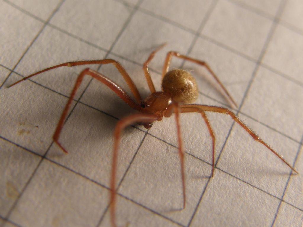 Parasteatoda tepidariorum - Agrate Conturbia (NO)