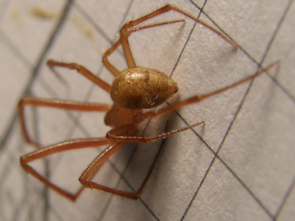 Parasteatoda tepidariorum - Agrate Conturbia (NO)