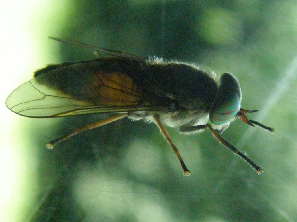 Hybomitra sp. femmina (Tabanidae)