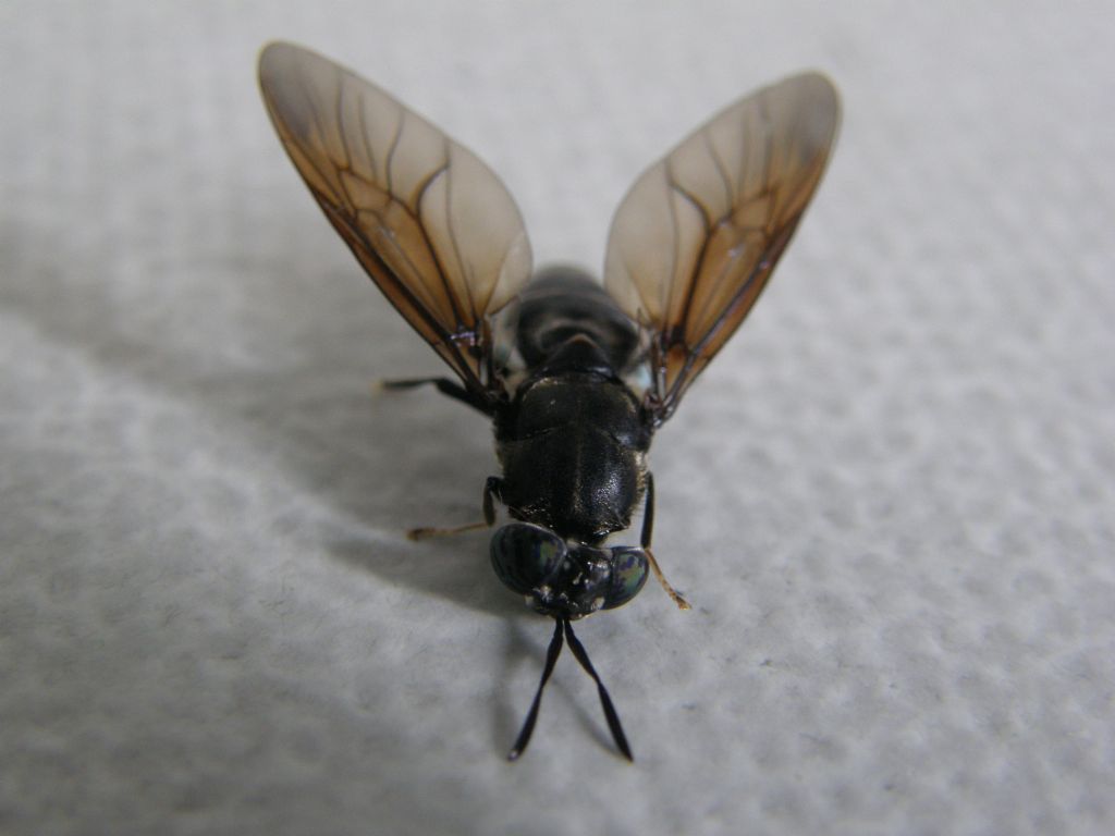 Hermetia illucens (Stratiomyidae)