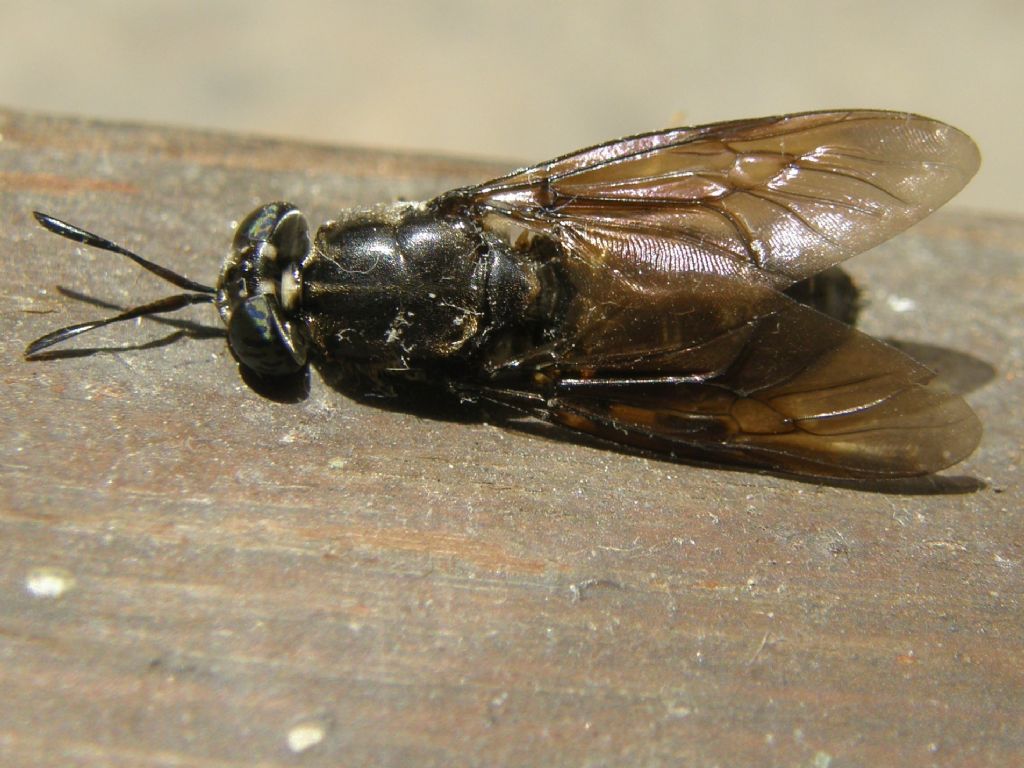 Hermetia illucens (Stratiomyidae)