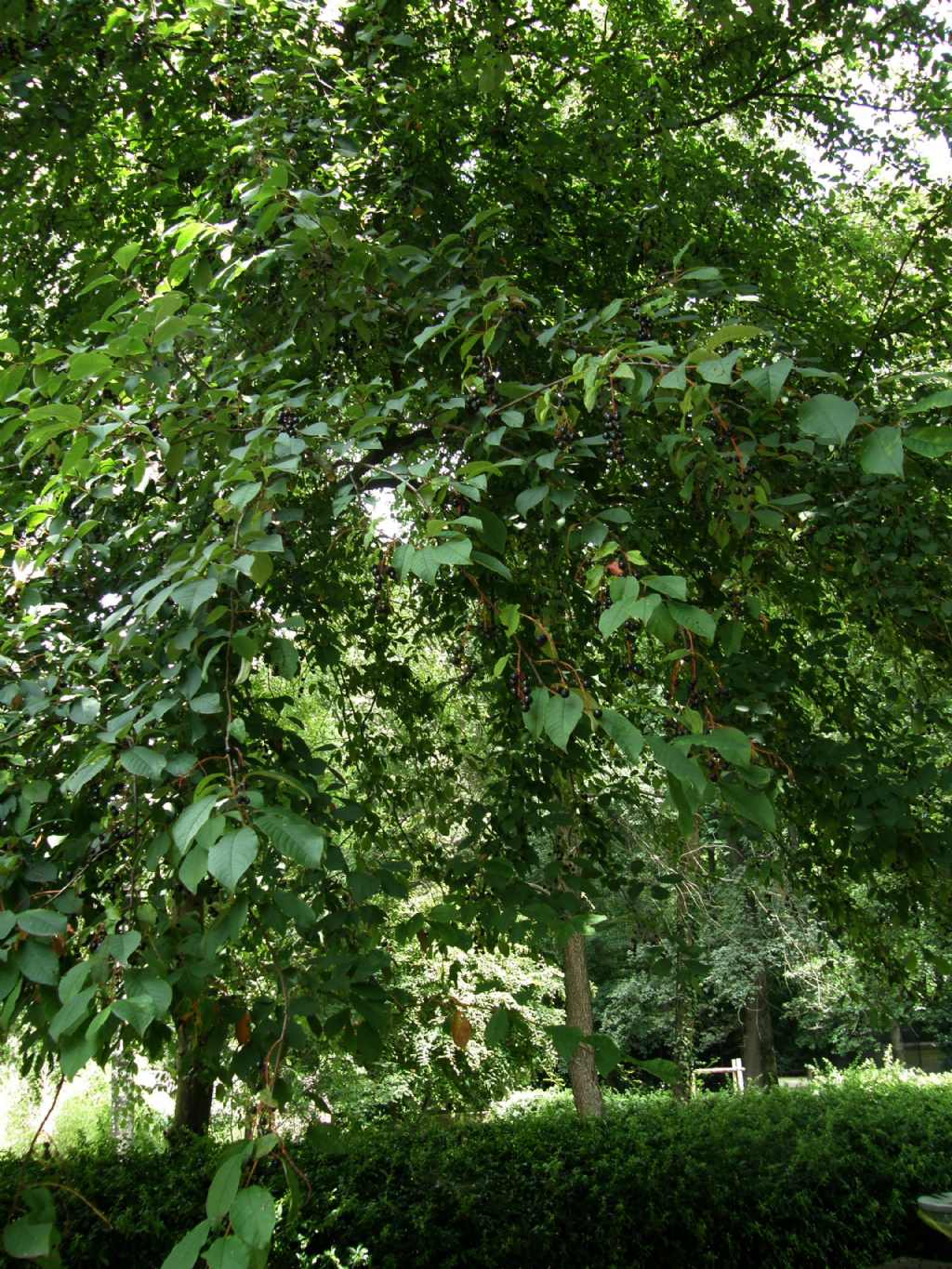 Prunus serotina / Ciliegio tardivo