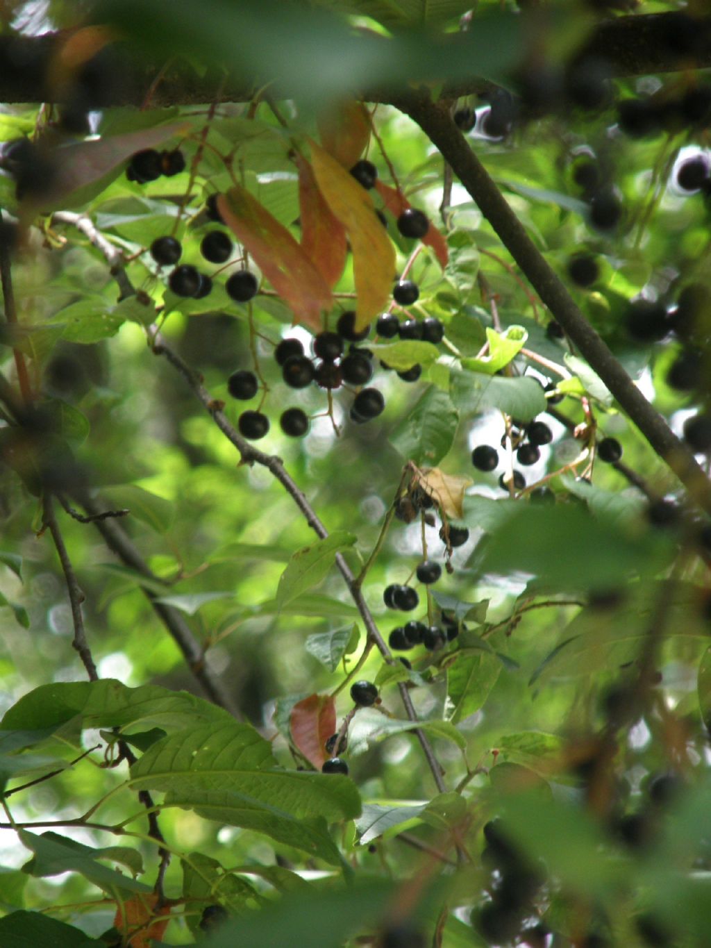 Prunus serotina / Ciliegio tardivo