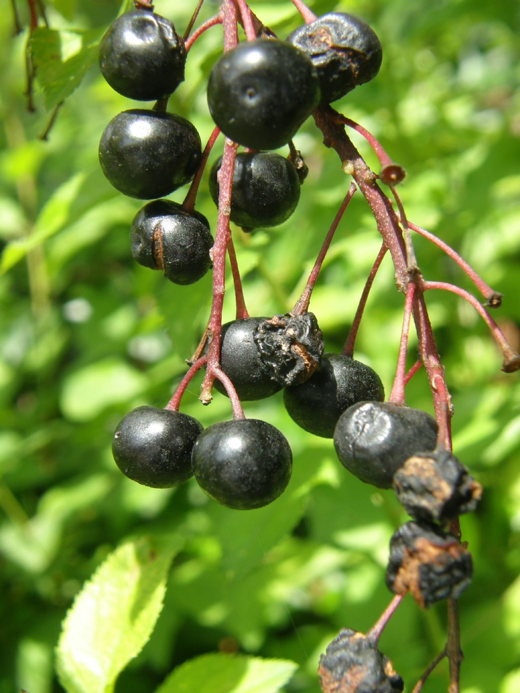 Prunus serotina / Ciliegio tardivo