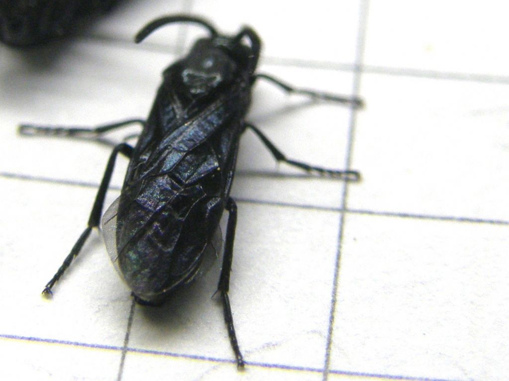 Arge berberidis (Argidae)