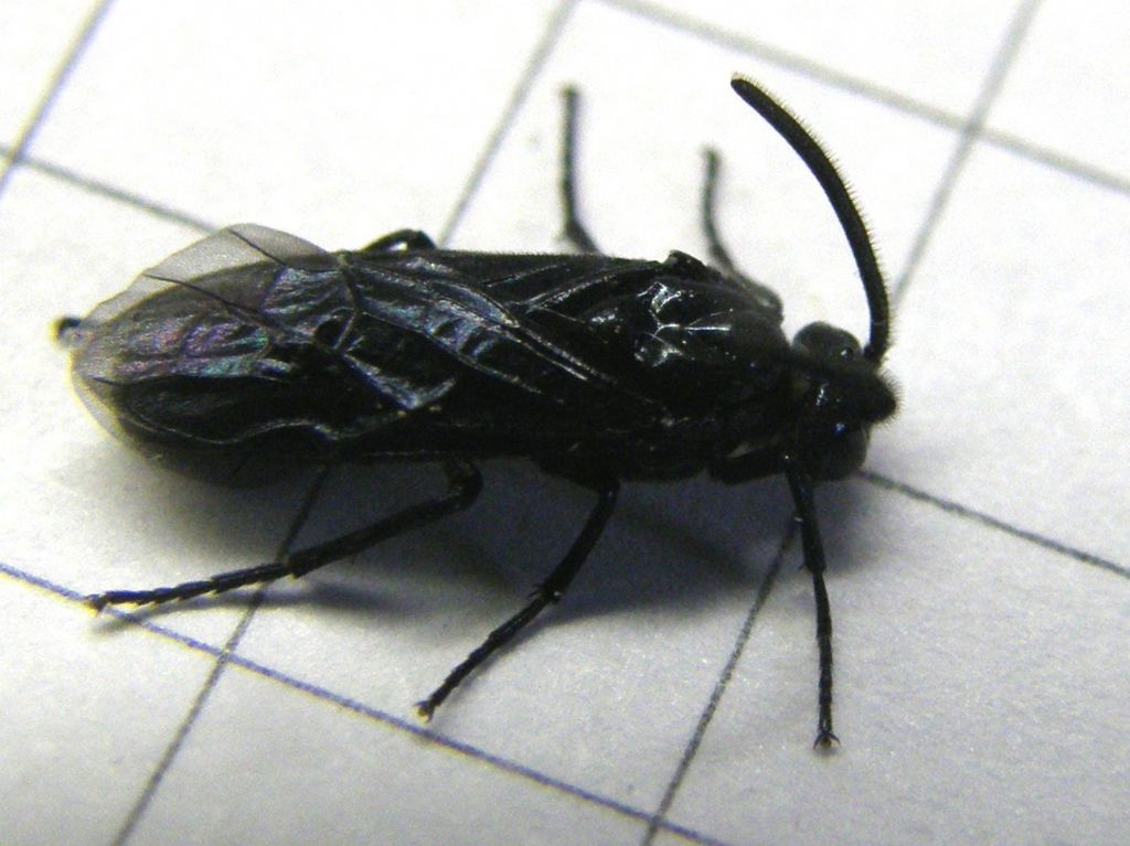 Arge berberidis (Argidae)
