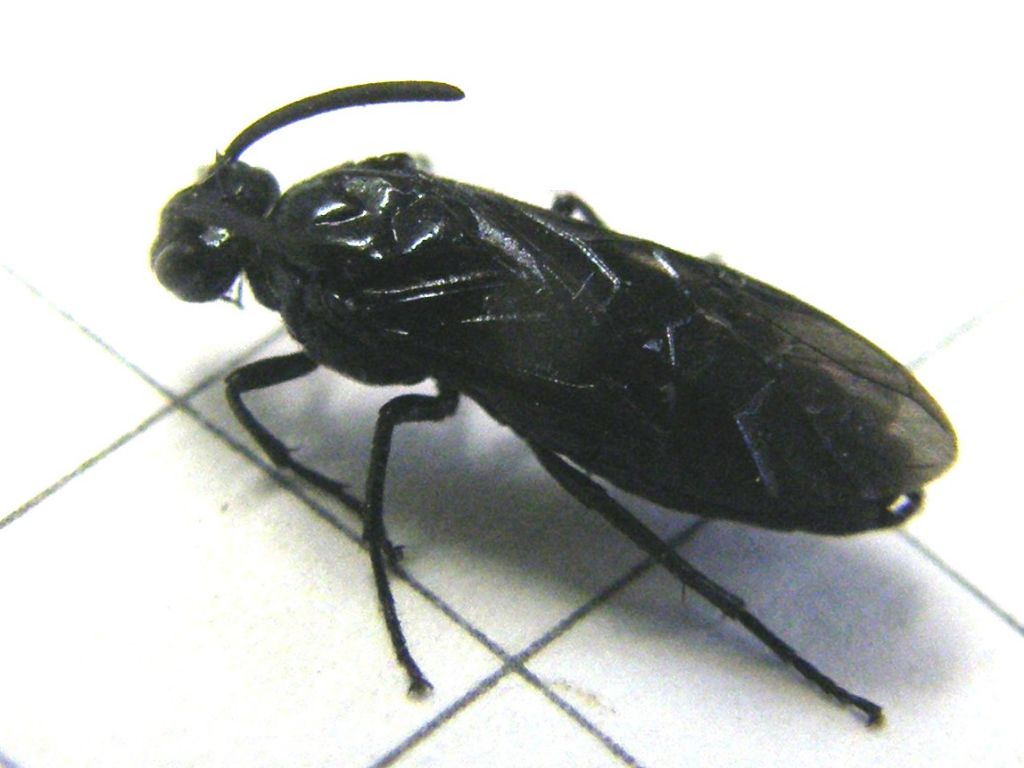 Arge berberidis (Argidae)