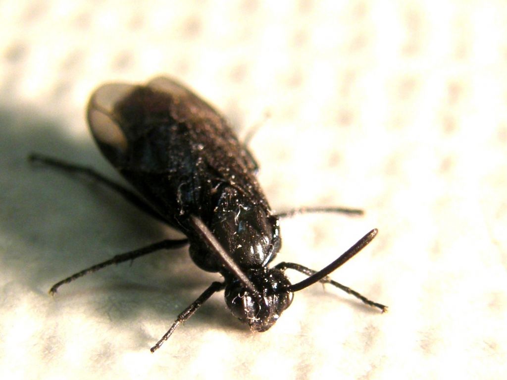 Arge berberidis (Argidae)