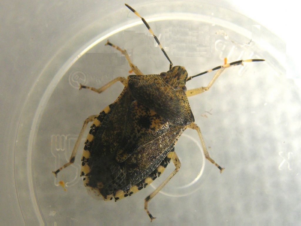 Pentatomidae:  Rhaphigaster nebulosa