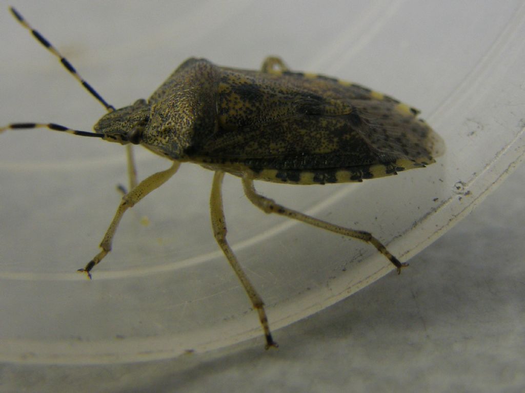 Pentatomidae:  Rhaphigaster nebulosa