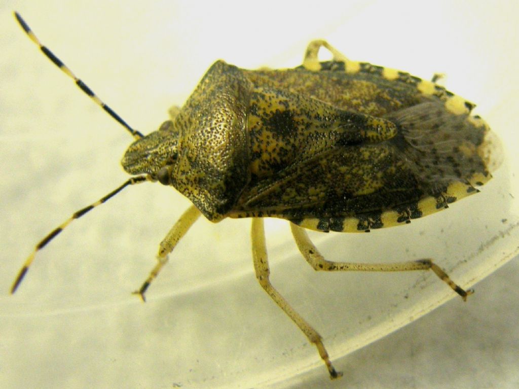 Pentatomidae:  Rhaphigaster nebulosa