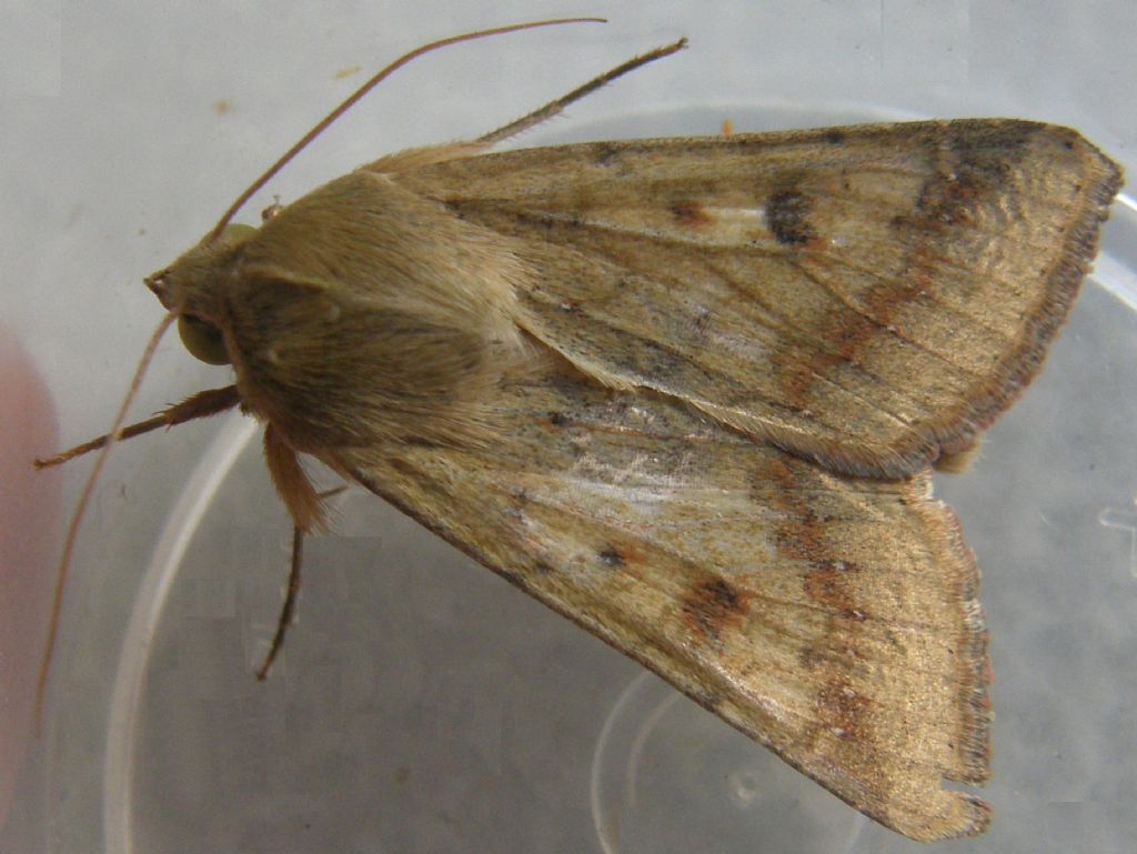 Helicoverpa armigera (Noctuidae)