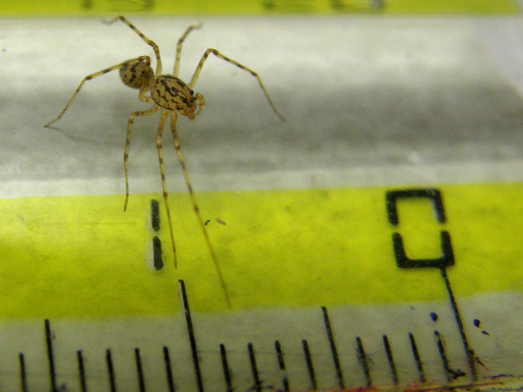 Scytodes thoracica - Milano (MI)