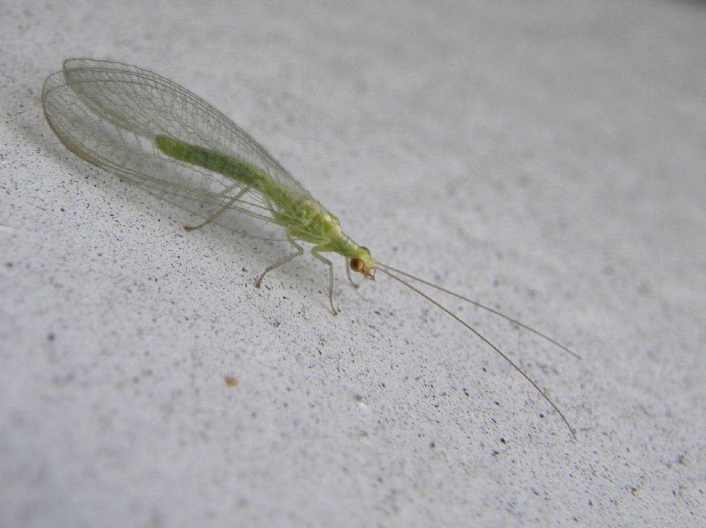 Chrysopidae da identificare