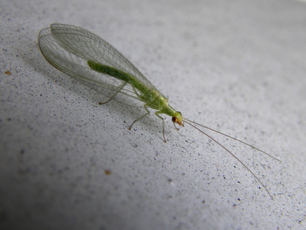 Chrysopidae da identificare