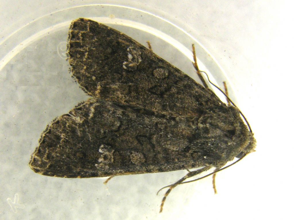 Mamestra brassicae (Noctuidae).
