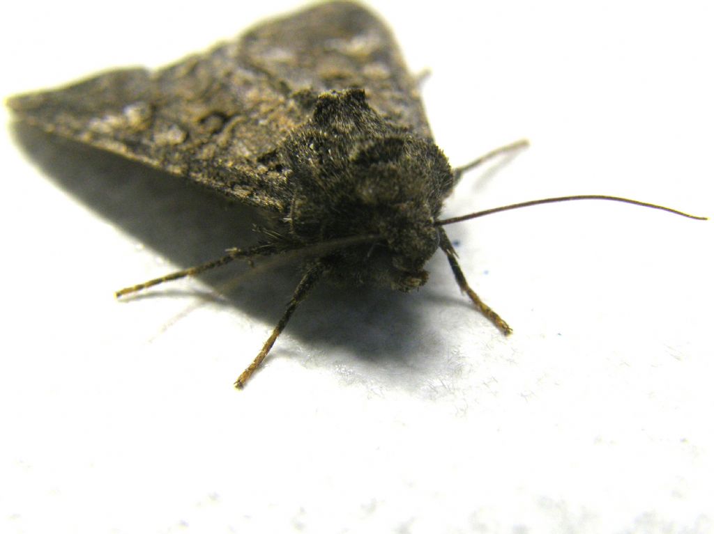 Mamestra brassicae (Noctuidae).
