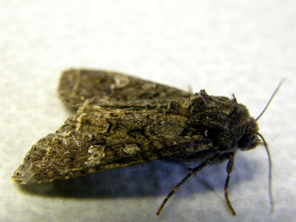 Mamestra brassicae (Noctuidae).