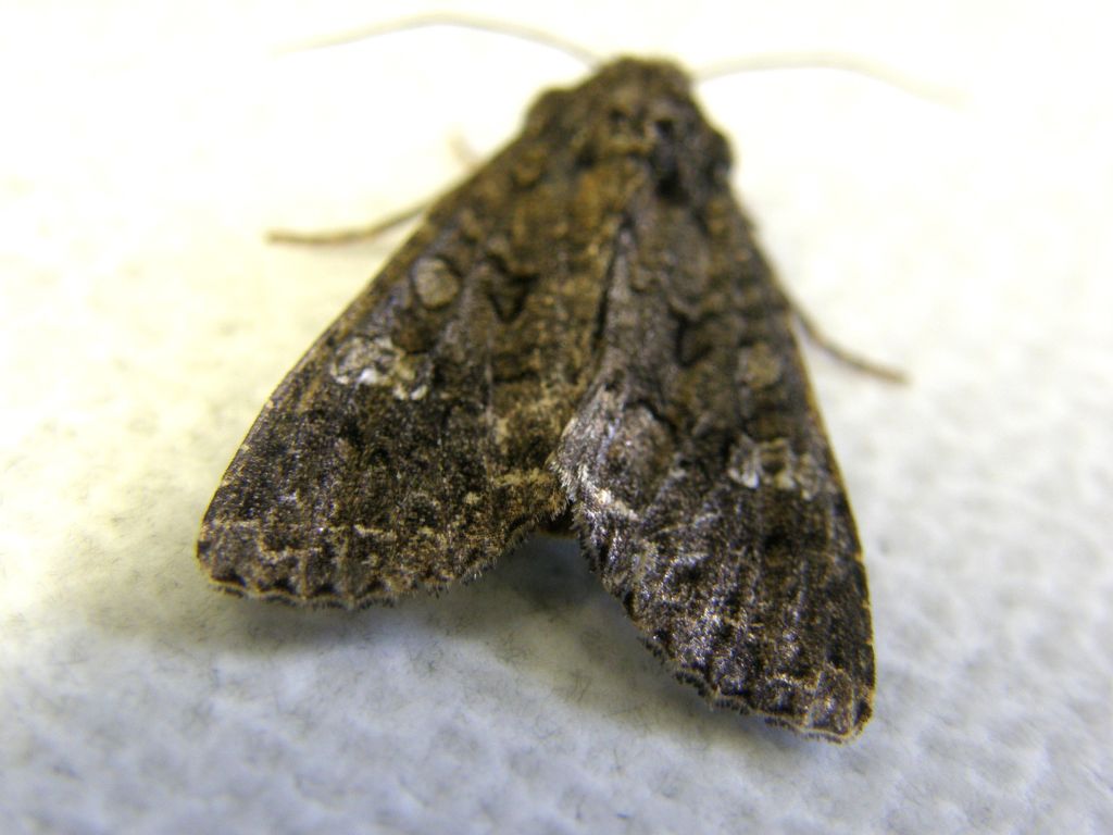 Mamestra brassicae (Noctuidae).