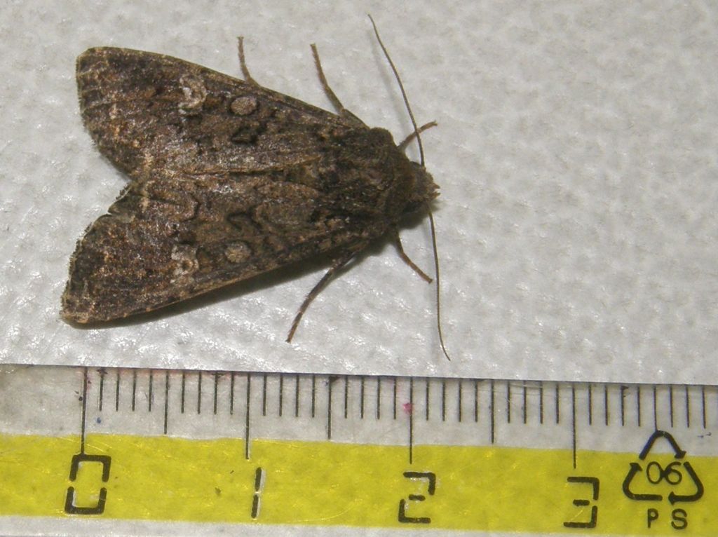 Mamestra brassicae (Noctuidae).