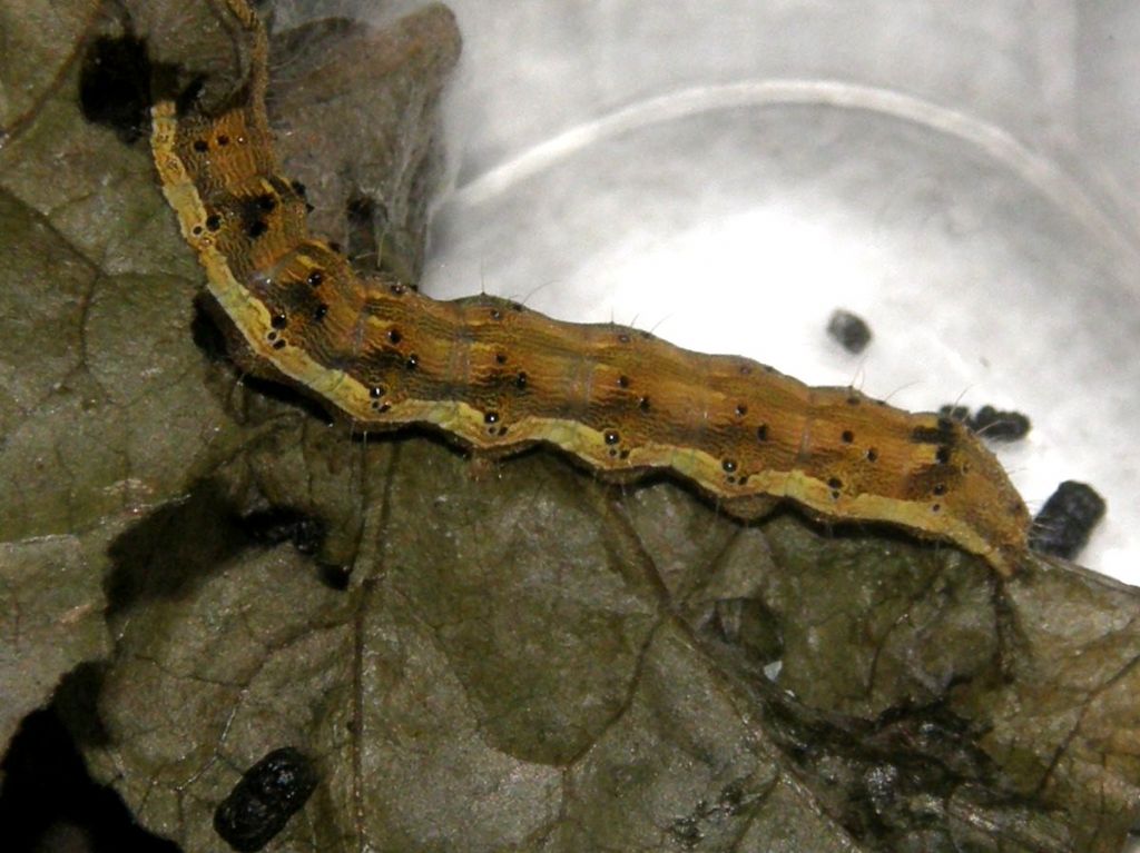 Bruco e crisalide di Helicoverpa armigera (Noctuidae)