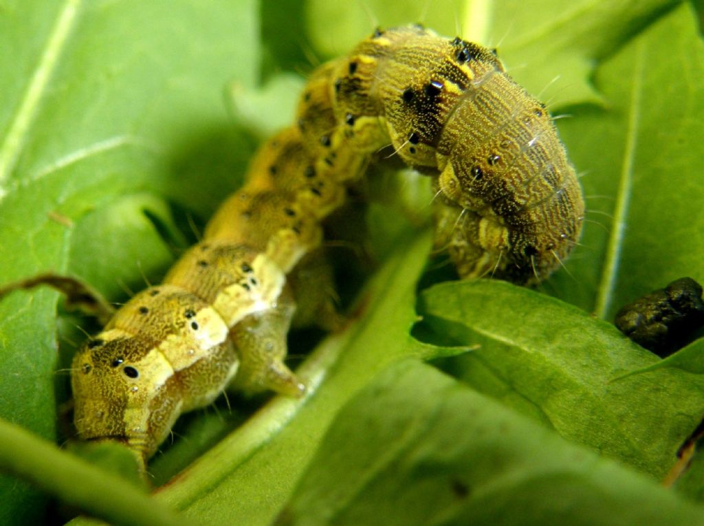 Bruco e crisalide di Helicoverpa armigera (Noctuidae)