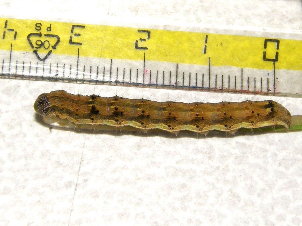 Bruco e crisalide di Helicoverpa armigera (Noctuidae)