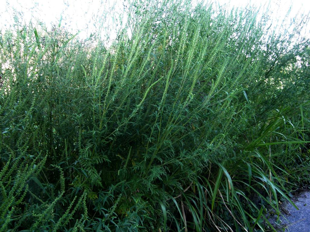 Ambrosia artemisiifolia