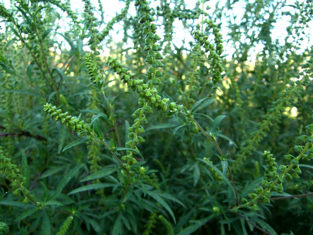 Ambrosia artemisiifolia