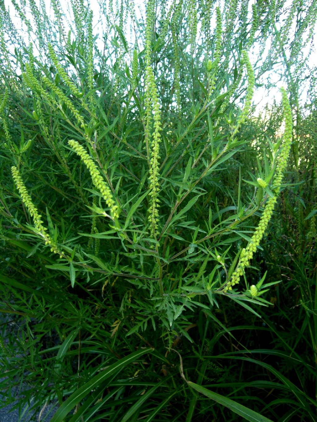 Ambrosia artemisiifolia