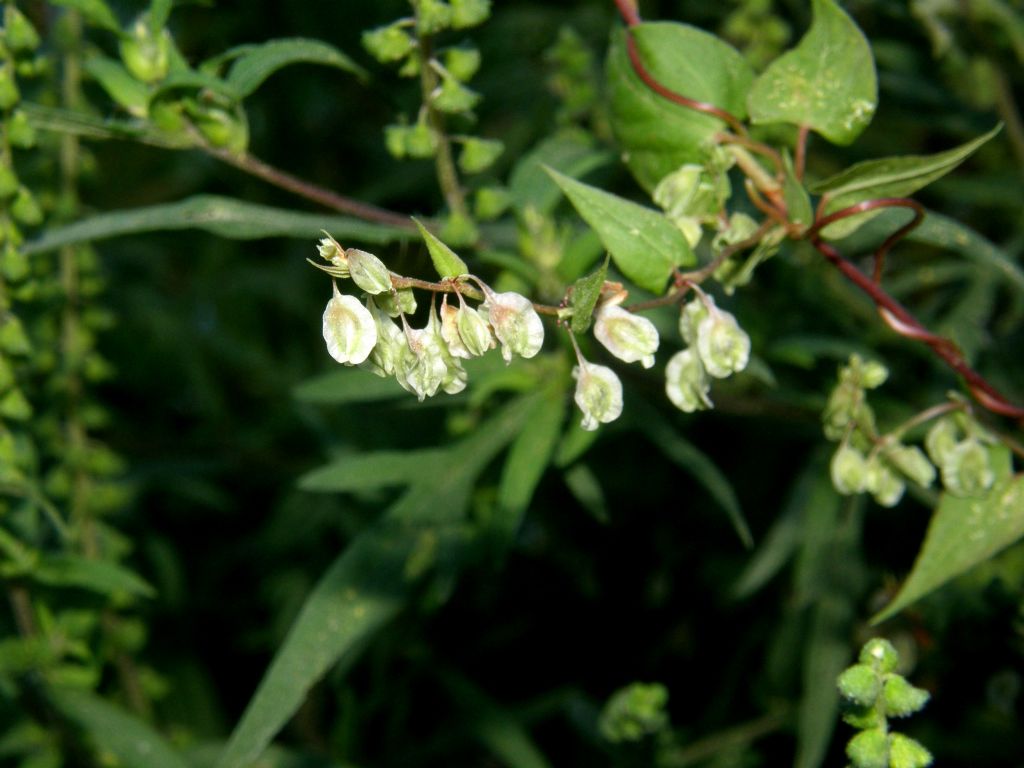 Fallopia dumetorum / Poligono delle siepi